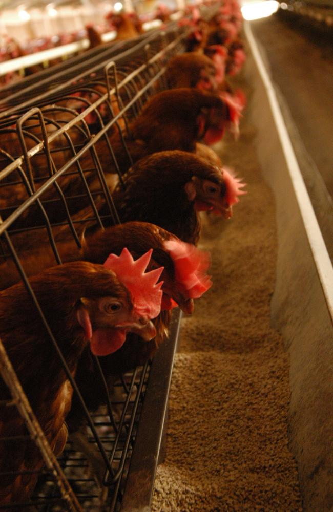 State and federal governments are planning to phase out caged egg farming by 2026. Picture: Heidi Linehan