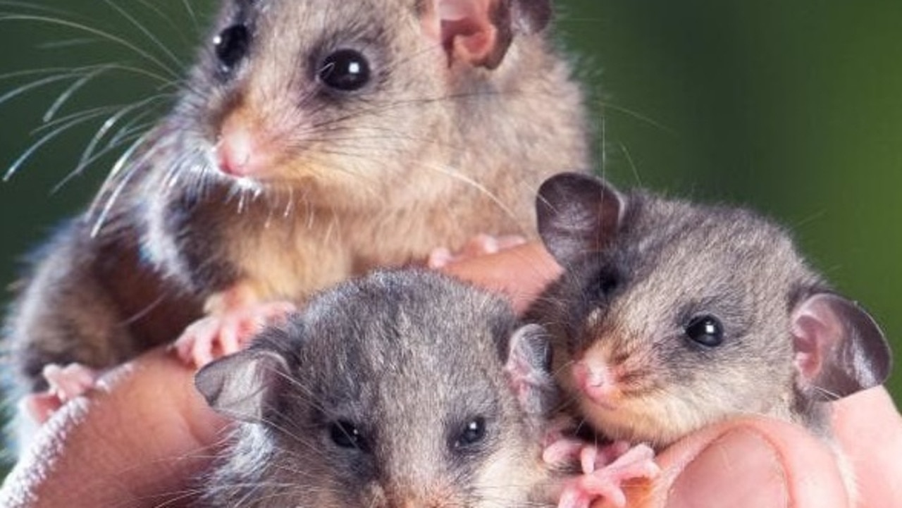 At risk: The mountain pygmy possum.