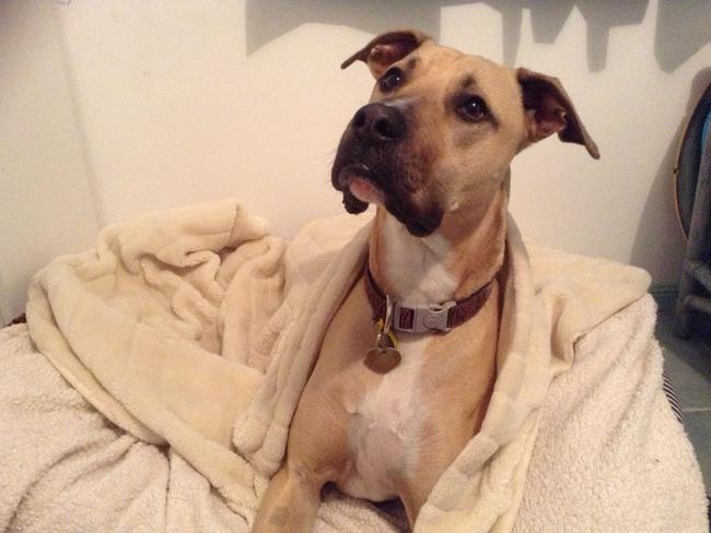 Fargo: The mastiff cross great dane rescue dog’s bark is way bigger than his bite – he is a big softie and loves socialising with his friends at the dog park.