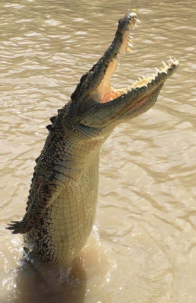 A split second decision has led to a tour operator having his arm and hand bitten by an opportunistic 2.2m crocodile on the Adelaide River. Picture: Supplied