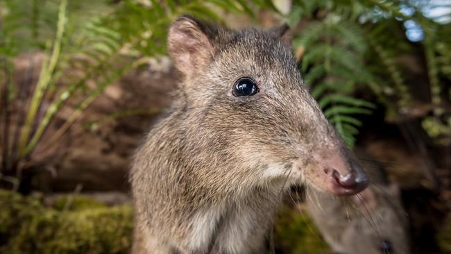 A long-nosed potoroo at Wildlife Wonders. Picture: Doug Gimesy/Visit Victoria