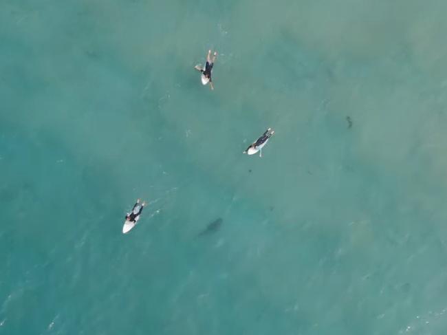 A close call between three surfers and a shark at Maroubra Beach was caught on camera by new drones. SUPPLIED: NSW Government