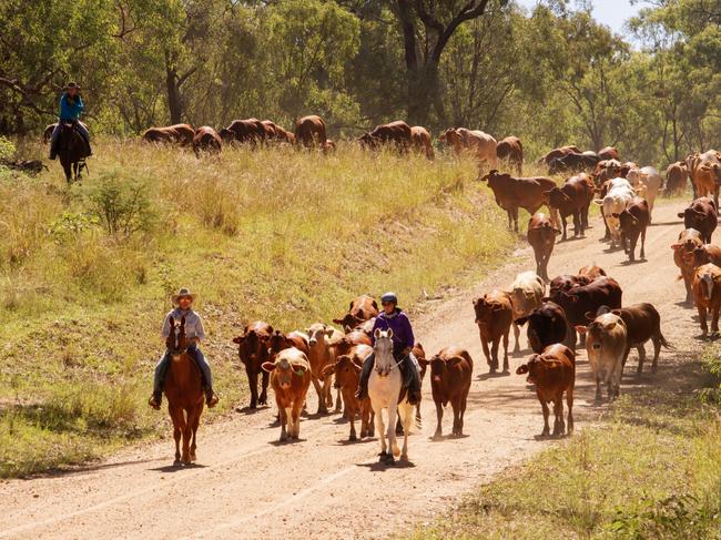 Experienced cattle drovers watch over attendees during the drive.