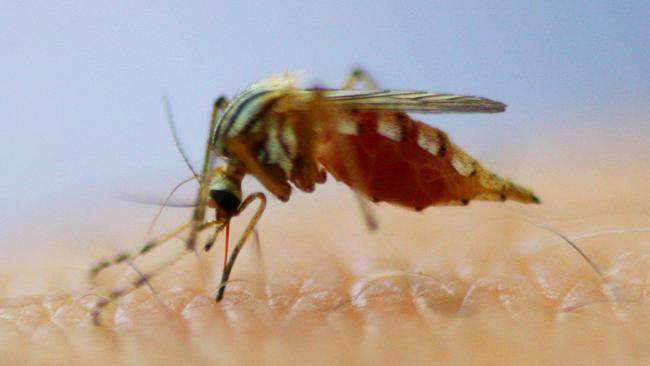 BOM warns that the rainfall has allowed mosquitoes to lay eggs and hatch at an increased rate.