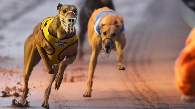 Dogs at the Winnellie dog park, which is the Territory’s only greyhound racing facility. Picture: File.