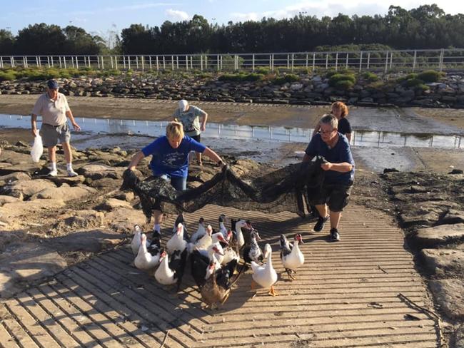 Rescue mission: The community banded together to rescue the ducks which were dumped at Powells Creek Reserve in Concord West.