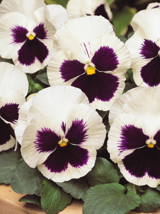 Pansy Matrix White Blotch