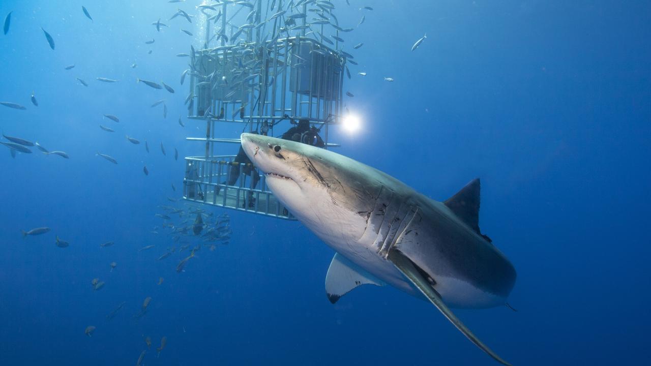 Fisherman’s leg bitten off in Mexico shark attack | news.com.au