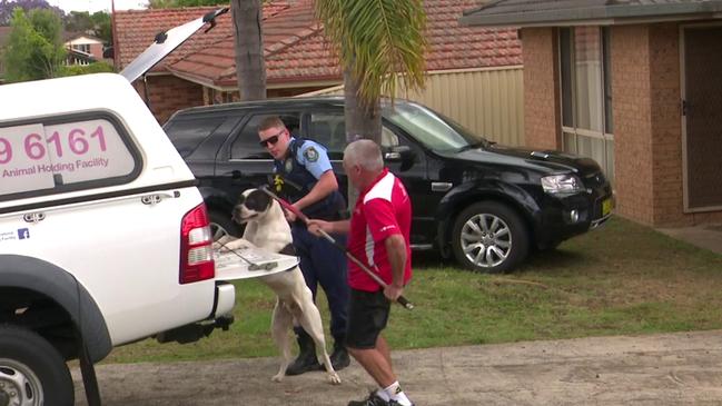 They finally succeed when a second police officer joins the attempt and lifts the back of the dog up and into the van. Picture: TVN