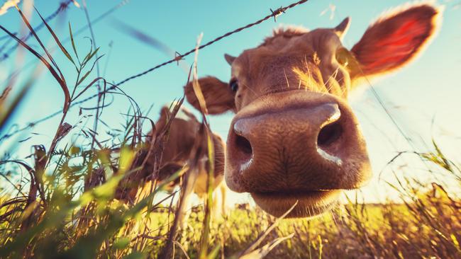 To feed livestock through times of scarce paddock feed, know how to calculate nutritional content of feed types and budget accordingly.