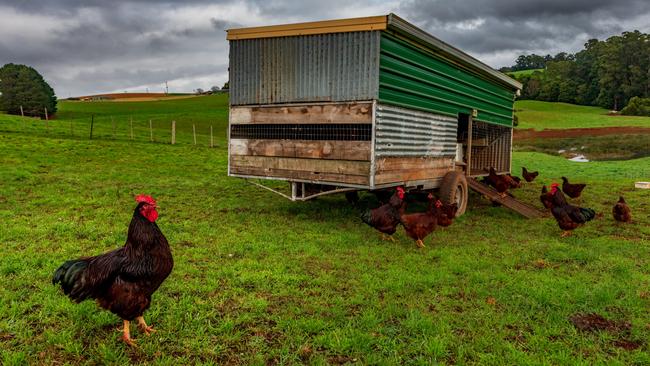 A chook caravan used to fertilise paddocks at Rob Frampton’ss farm at Gawler, Tasmania.