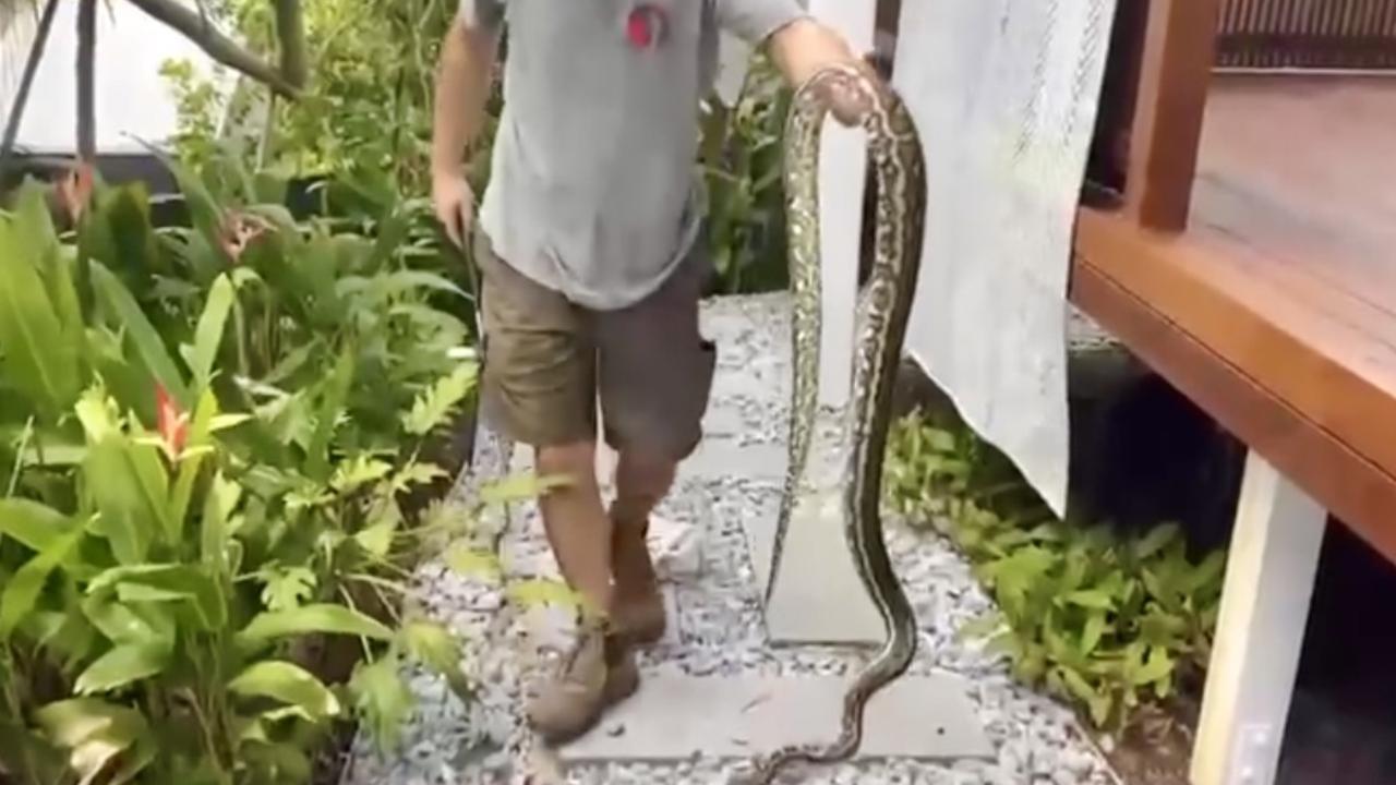 The carpet python was unharmed in the incident.