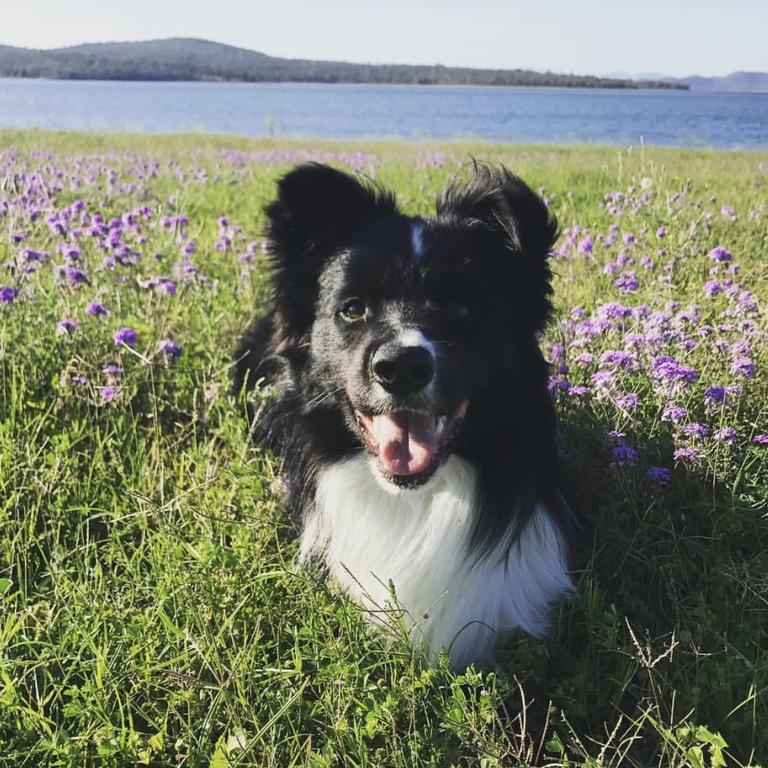 Ollie at Wivenhoe Dam. Living his best life! Picture: Katie Elsden