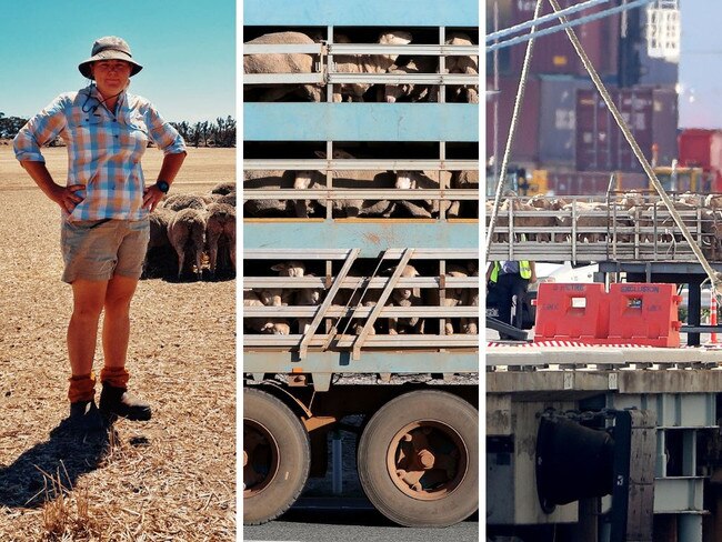 The live sheep export industry is set to be banned. Picture: Supplied