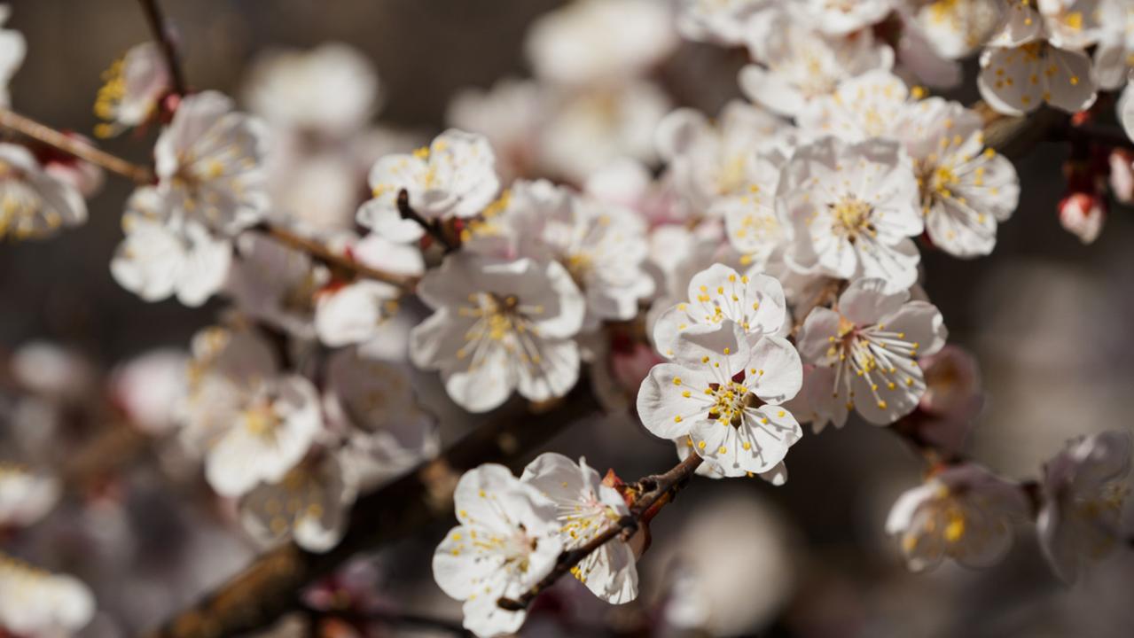 Plum blossoms are a beloved flower in the area and inspired the design. Picture: istock
