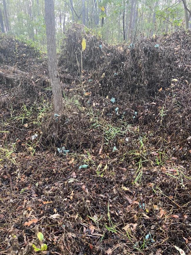 Dozens of bags of dog poo found dumped beside a bush walk in Arundel.