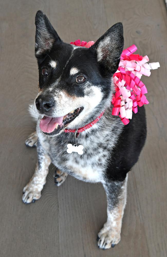 Pudgie is gearing up to turn 21 in human years. Picture: John Gass