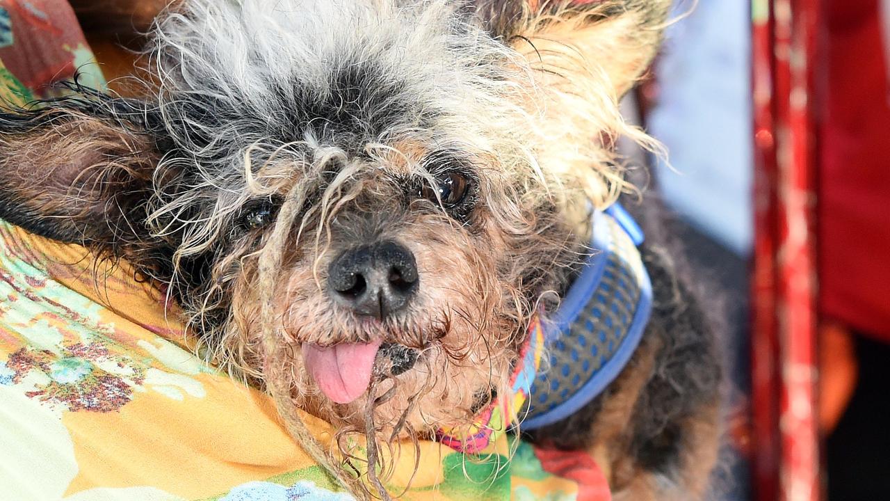 Scamp The Tramp is seen on stage after being announced the winner of the World's Ugliest Dog Competition in Petaluma, California on June 21, 2019. (Photo by JOSH EDELSON / AFP)