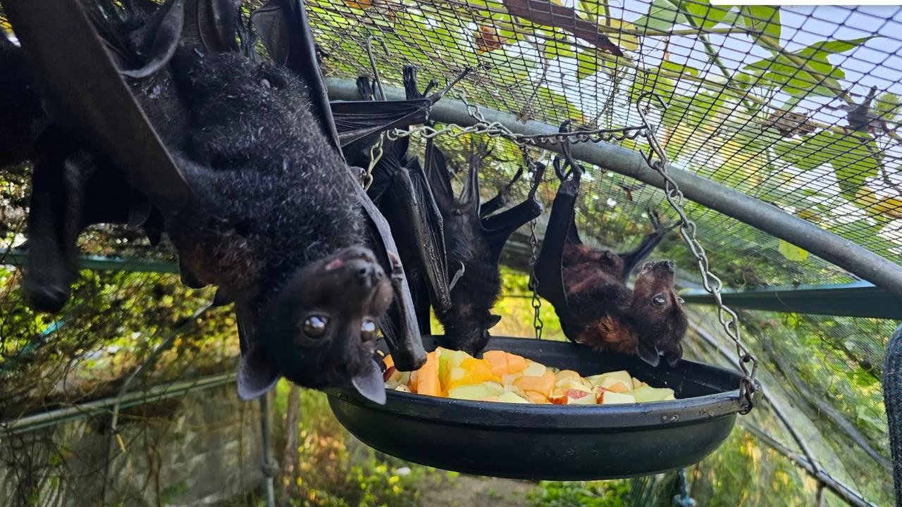 Kate, the president of the Kate CJ Murphy, president of Townsville Bat Rescue Australia, said the baby bat will be released into the wild with about 30 other friends. Picture: Townsville Bat Rescue Australia