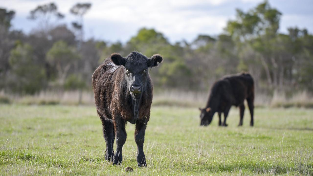 Angus steers are processed once they reach 520kg. Claire then sets the available number of meat packs based on the stock that is ready to process. Picture: Dannika Bonser