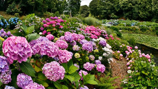 Trebah Garden Hydrangeas.