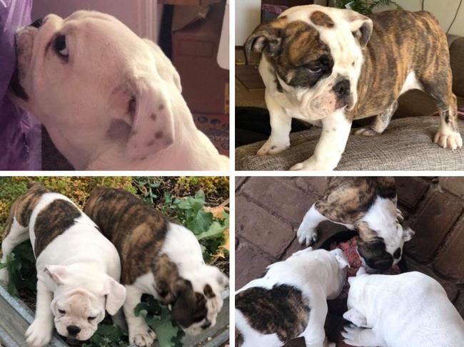 These three British bulldogs mysteriously went missing all at once on June 1.