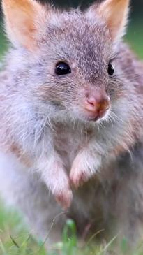 Adorable baby bettong helps decorate the Christmas tree