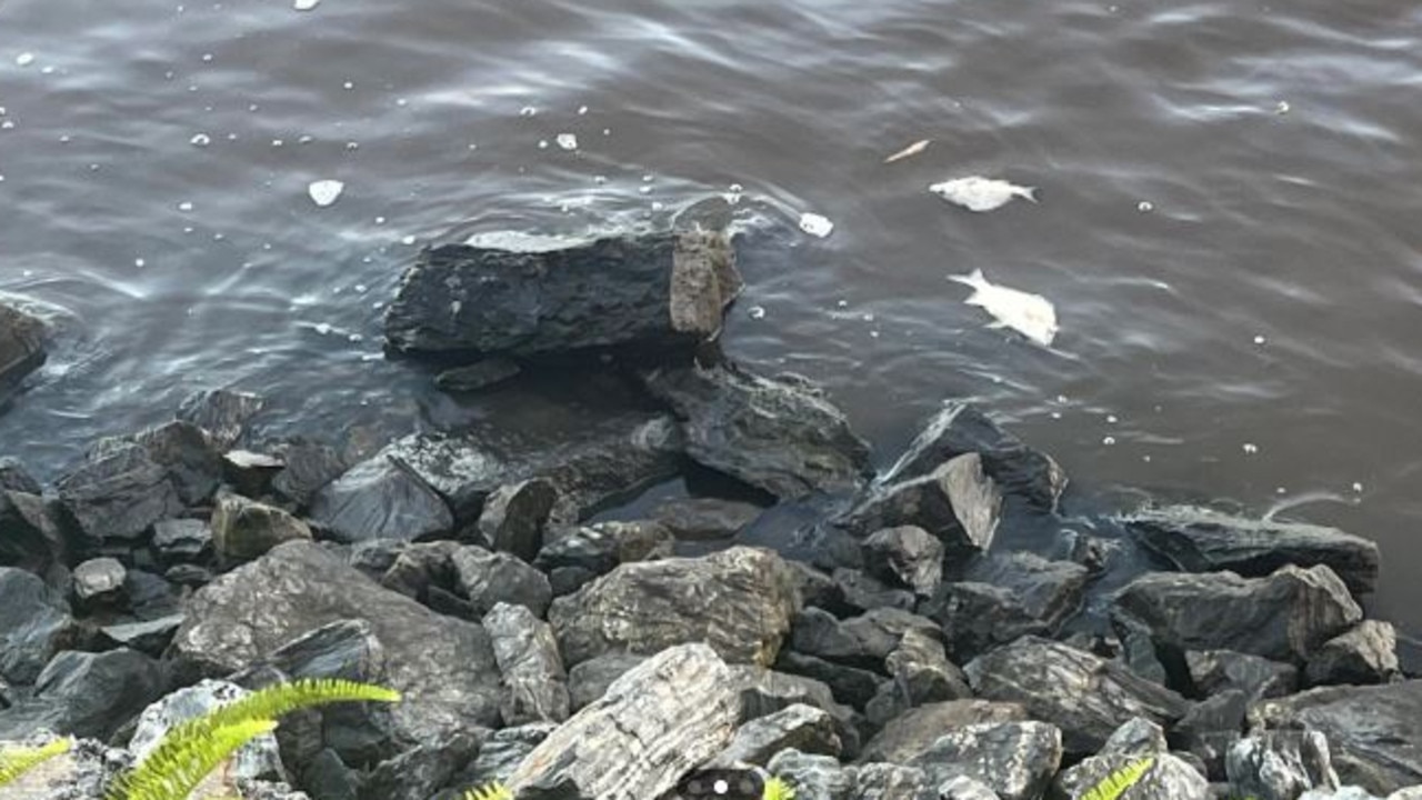 Dead fish floating in the water at Toowong this week. Environment department officials are investigating. Picture: Contributed