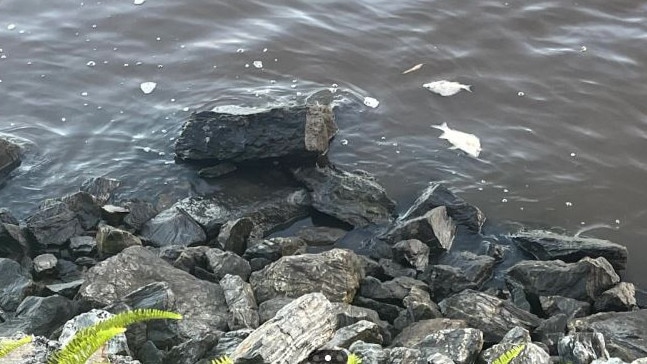 Dead fish floating in the water at Toowong this week. Environment department officials are investigating. Picture: Contributed