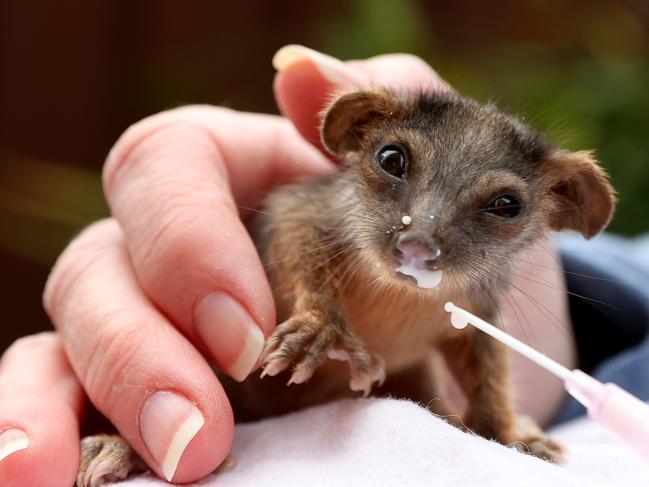 Baby possum rescued from eastern suburbs