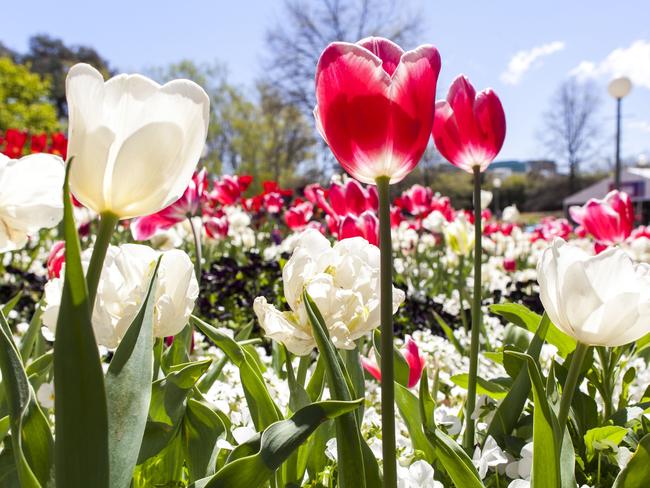 Floriade, Canberra Image supplied for Life Open Garden Sep 12