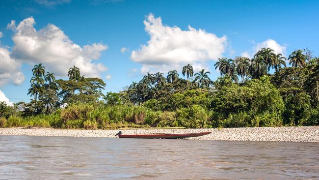 Amazonian rainforest on the Napo River in Ecuador.