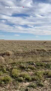 Chasing Emus on the Darling River Run