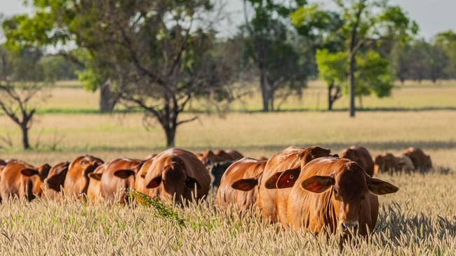 Maranoa Beef runs 100 head of Droughtmaster cattle across the property. The breed is best suited for Queensland conditions. Picture: Supplied