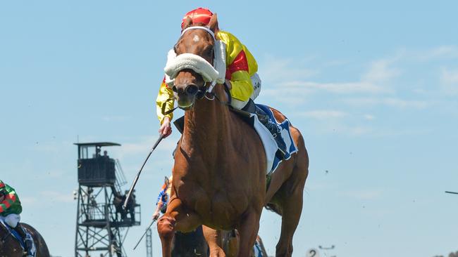 Arran Bay will be one of the hardest to beat in the $500,000 Country Cups Final at Caulfield. Picture: Racing Photos via Getty Images