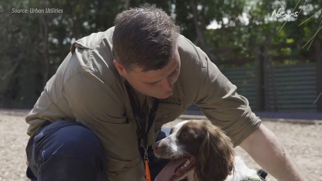 Halo and Danny the waterleak detection dogs