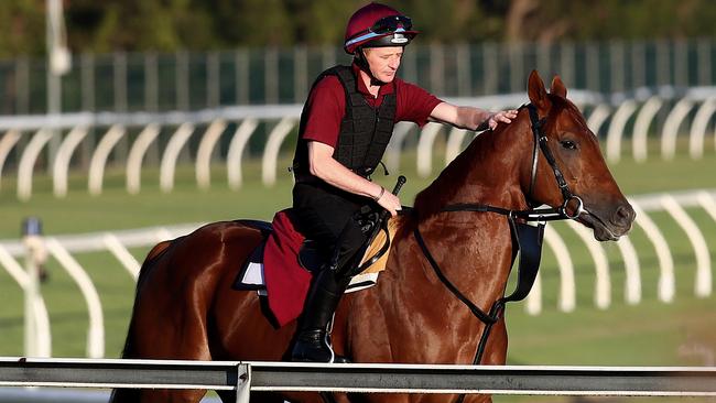 Never No More fared the best of the internationals at the barrier draw, coming up with gate seven. Picture: Toby Zerna