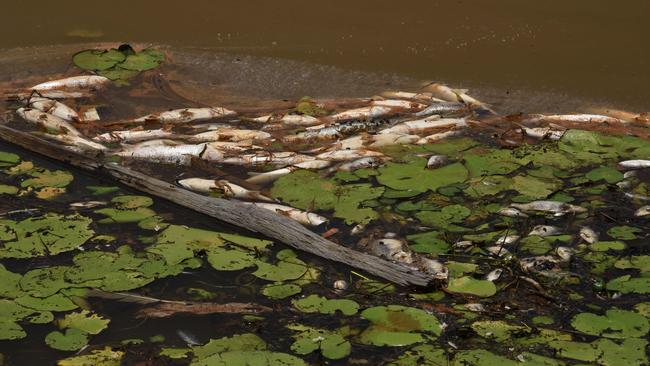 Hundreds of dead fish floating at Emerald Lakes. Photo: Steve Holland