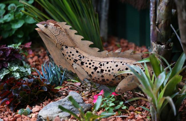 The Macquarie Fields garden of Campbelltown Council's Garden Competition winner Maureen Wenzel. Picture: Angelo Velardo.