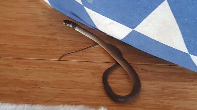 The baby eastern brown snake on the living room floor. Picture: Mark Pelley