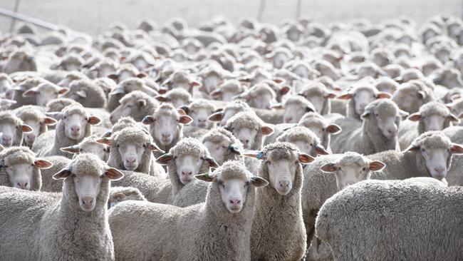 Figures were on track to mirror the last big surge of sheep from WA to eastern states seen in 2019-20. Picture: Zoe Phillips