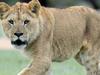 Monarto Zoo is abuzz with excitement today as it prepares to celebrate the first birthday of its adorable lion cubs - Jelani, Husani and Nia (1yr) and Mlinzi and sister Makena (10.5 months). They are pictured with mums Tiombe and Kiambia. Pic: Tricia Watkinson. Zoo keepers have gone to great lengths in preparing for the cubsÕ big day creating a heap of enrichment presents and tasty treats, which generate a great deal of excitement amongst the pride.