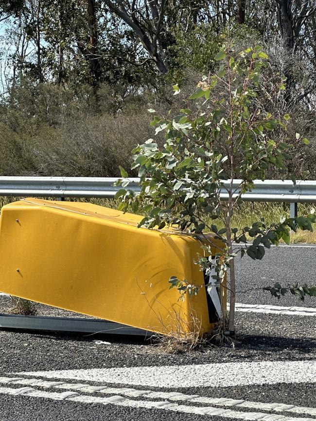 This tree is growing in front of a bullnose crash barrier in the centre of the Princes Hwy.