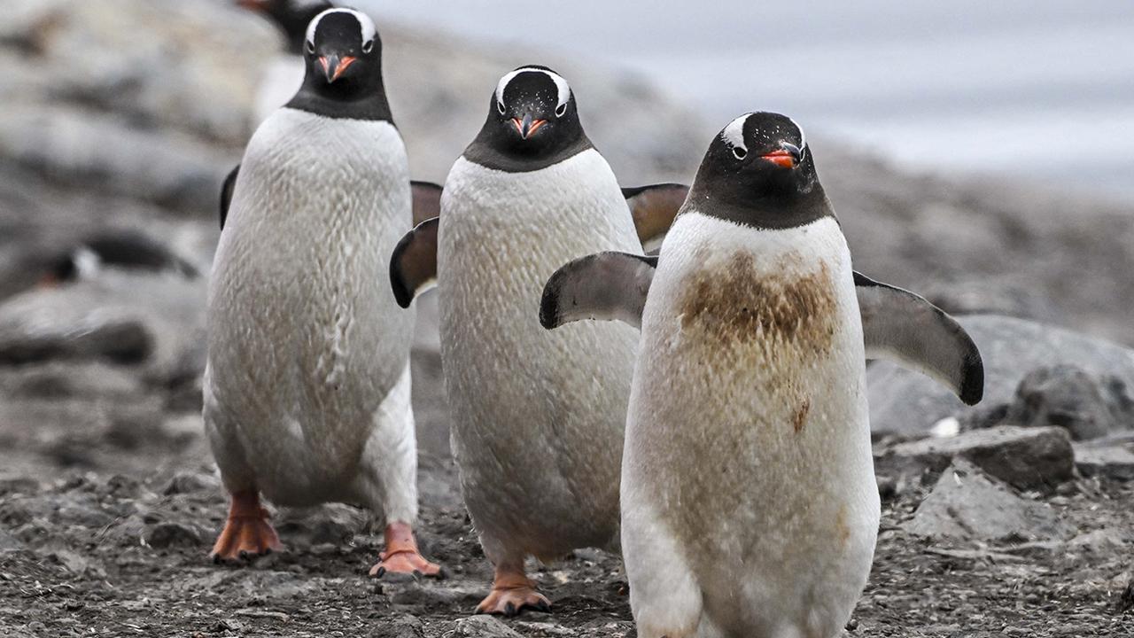 Samples taken from two gentoo penguins in the Falkland Islands have confirmed the first bird flu fatalities for the species, as scientists’ concerns mount for fur and elephant seal populations in South Georgia, which have been impacted by the virus. Picture: Juan Barreto/AFP