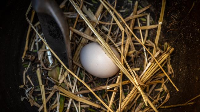 A freshly laid egg from one of the chickens at 58 Myrtle Street. Picture: Mark Kriedemann