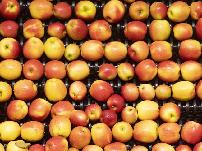 HORTICULTURE: Montague Orchard Yello ApplesMontague Orchard Yello ApplesPICTURED: Generic farm. Fruit packing shed. Modern sorting and packing shed. Apple harvest. Fruit. Apple. Commercial fruit growers. Stock Photo.Picture: Zoe Phillips