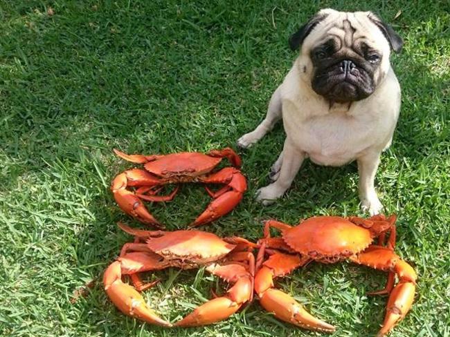 In a past life Lilly may have been an angler but as a dog all she needs to do now is hang out with what her owner Lee Rowlands catches.