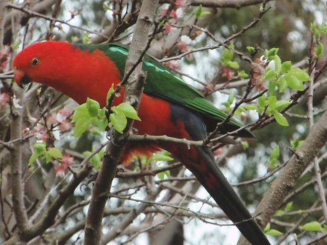 A king parrot. Picture Shirley Moore