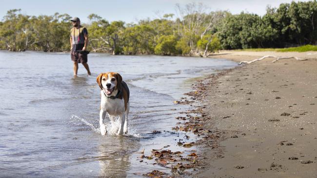 Eddie takes his dog Benji for a walk in the off-leash area at Nudgee Beach. Picture: Renae Droop