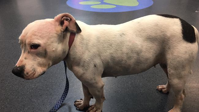 Zena, a staffy that was mistreated by her owners at Coomera. Photo: RSPCA